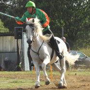 E’ morto Toro il cavallo di Alessandro Ugolini